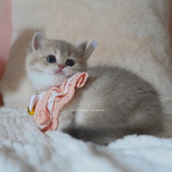 chaton British Shorthair blue golden shaded Naho Chatterie Nekobaa chaton British Shorthair blue golden shaded Naho Chatterie Nekobaa