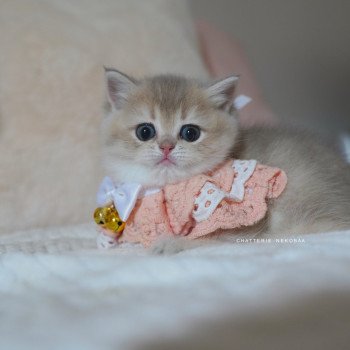 chaton British Shorthair blue golden shaded Naho Chatterie Nekobaa chaton British Shorthair blue golden shaded Naho Chatterie Nekobaa