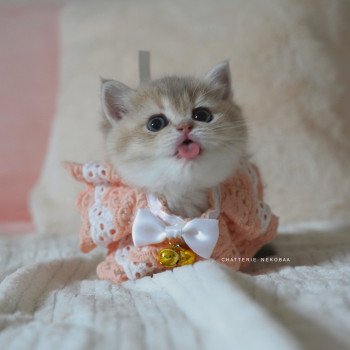 chaton British Shorthair blue golden shaded Naho Chatterie Nekobaa chaton British Shorthair blue golden shaded Naho Chatterie Nekobaa