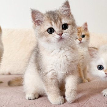 chaton British Shorthair blue golden shaded Naho Chatterie Nekobaa chaton British Shorthair blue golden shaded Naho Chatterie Nekobaa