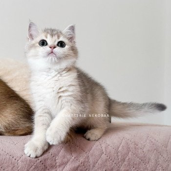 chaton British Shorthair blue golden shaded Naho Chatterie Nekobaa chaton British Shorthair blue golden shaded Naho Chatterie Nekobaa