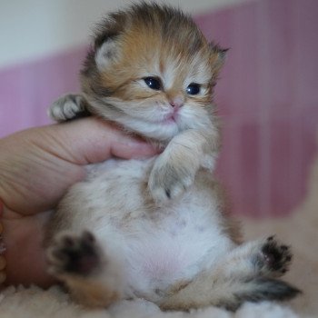 chaton British Longhair black golden shaded Natsu Chatterie Nekobaa chaton British Longhair black golden shaded Natsu Chatterie Nekobaa