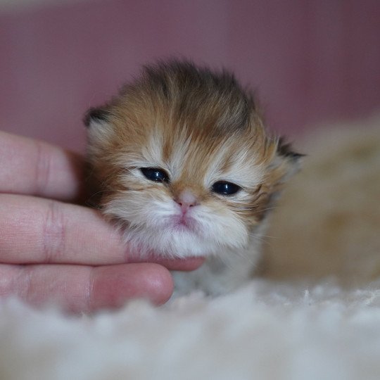 Natsu Femelle British Longhair