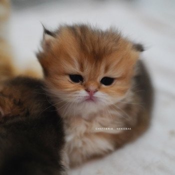 chaton British Longhair black golden shaded Natsu Chatterie Nekobaa chaton British Longhair black golden shaded Natsu Chatterie Nekobaa