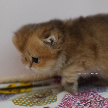 chaton British Longhair black golden shaded Natsu Chatterie Nekobaa chaton British Longhair black golden shaded Natsu Chatterie Nekobaa