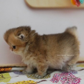 chaton British Longhair black golden shaded Natsu Chatterie Nekobaa chaton British Longhair black golden shaded Natsu Chatterie Nekobaa