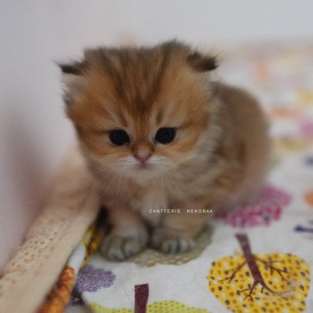 chaton British Longhair black golden shaded Natsu Chatterie Nekobaa chaton British Longhair black golden shaded Natsu Chatterie Nekobaa