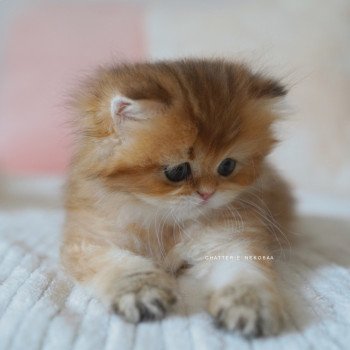 chaton British Longhair black golden shaded Natsu Chatterie Nekobaa chaton British Longhair black golden shaded Natsu Chatterie Nekobaa