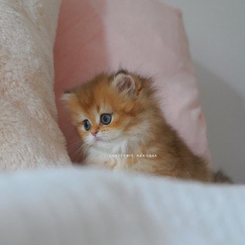 chaton British Longhair black golden shaded Natsu Chatterie Nekobaa chaton British Longhair black golden shaded Natsu Chatterie Nekobaa