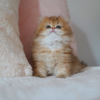 chaton British Longhair black golden shaded Natsu Chatterie Nekobaa chaton British Longhair black golden shaded Natsu Chatterie Nekobaa