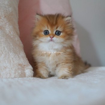 chaton British Longhair black golden shaded Natsu Chatterie Nekobaa chaton British Longhair black golden shaded Natsu Chatterie Nekobaa