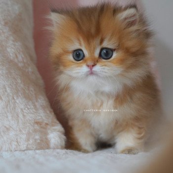chaton British Longhair black golden shaded Natsu Chatterie Nekobaa chaton British Longhair black golden shaded Natsu Chatterie Nekobaa