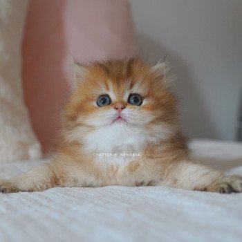 chaton British Longhair black golden shaded Natsu Chatterie Nekobaa chaton British Longhair black golden shaded Natsu Chatterie Nekobaa