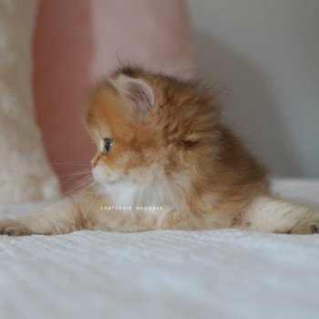 chaton British Longhair black golden shaded Natsu Chatterie Nekobaa chaton British Longhair black golden shaded Natsu Chatterie Nekobaa