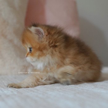 chaton British Longhair black golden shaded Natsu Chatterie Nekobaa chaton British Longhair black golden shaded Natsu Chatterie Nekobaa