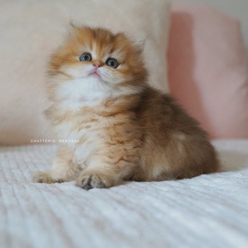 chaton British Longhair black golden shaded Natsu Chatterie Nekobaa chaton British Longhair black golden shaded Natsu Chatterie Nekobaa