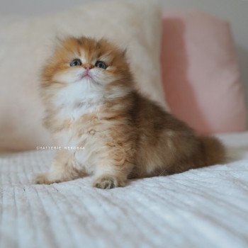 chaton British Longhair black golden shaded Natsu Chatterie Nekobaa chaton British Longhair black golden shaded Natsu Chatterie Nekobaa