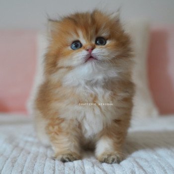 Natsu Femelle British Longhair