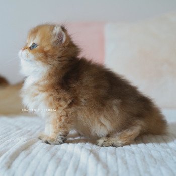chaton British Longhair black golden shaded Natsu Chatterie Nekobaa chaton British Longhair black golden shaded Natsu Chatterie Nekobaa