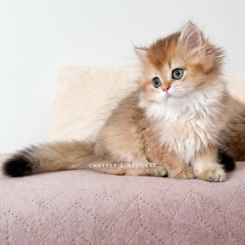chaton British Longhair black golden shaded Natsu Chatterie Nekobaa chaton British Longhair black golden shaded Natsu Chatterie Nekobaa