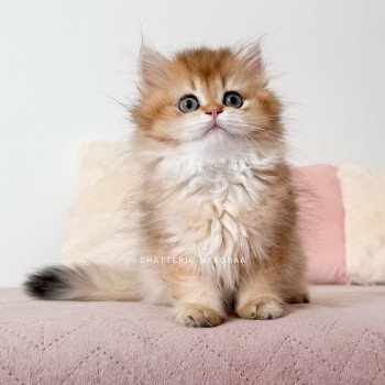 chaton British Longhair black golden shaded Natsu Chatterie Nekobaa chaton British Longhair black golden shaded Natsu Chatterie Nekobaa
