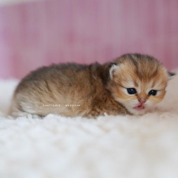 chaton British Longhair black golden shaded Nezuko Chatterie Nekobaa