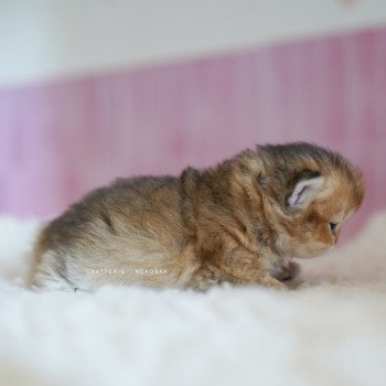 chaton British Longhair black golden shaded Nezuko Chatterie Nekobaa