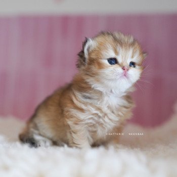 chaton British Longhair black golden shaded Nezuko Chatterie Nekobaa