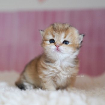chaton British Longhair black golden shaded Nezuko Chatterie Nekobaa