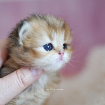 chaton British Longhair black golden shaded Nezuko Chatterie Nekobaa