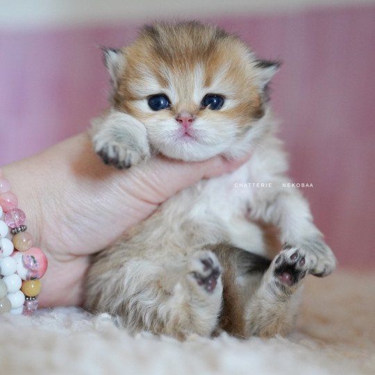 Nezuko Femelle British Longhair