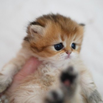 chaton British Longhair black golden shaded Nezuko Chatterie Nekobaa