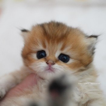 chaton British Longhair black golden shaded Nezuko Chatterie Nekobaa
