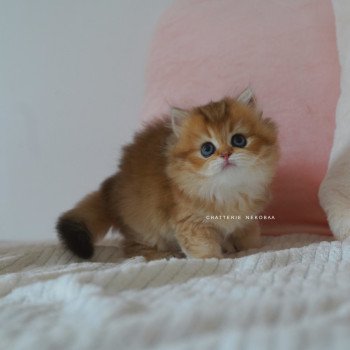 chaton British Longhair black golden shaded Nezuko Chatterie Nekobaa chaton British Longhair black golden shaded Nezuko Chatterie Nekobaa