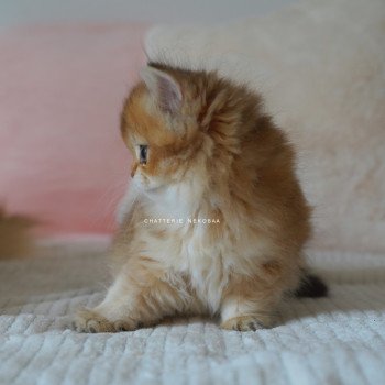chaton British Longhair black golden shaded Nezuko Chatterie Nekobaa chaton British Longhair black golden shaded Nezuko Chatterie Nekobaa