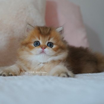 chaton British Longhair black golden shaded Nezuko Chatterie Nekobaa chaton British Longhair black golden shaded Nezuko Chatterie Nekobaa