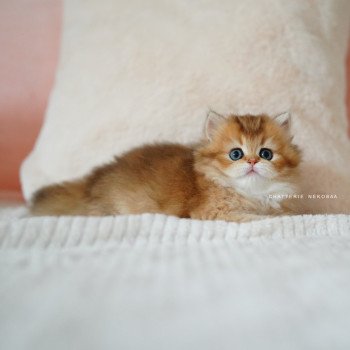 chaton British Longhair black golden shaded Nezuko Chatterie Nekobaa chaton British Longhair black golden shaded Nezuko Chatterie Nekobaa