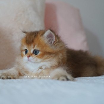 chaton British Longhair black golden shaded Nezuko Chatterie Nekobaa chaton British Longhair black golden shaded Nezuko Chatterie Nekobaa