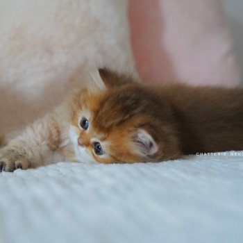 chaton British Longhair black golden shaded Nezuko Chatterie Nekobaa chaton British Longhair black golden shaded Nezuko Chatterie Nekobaa