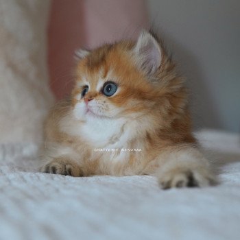 chaton British Longhair black golden shaded Nezuko Chatterie Nekobaa chaton British Longhair black golden shaded Nezuko Chatterie Nekobaa