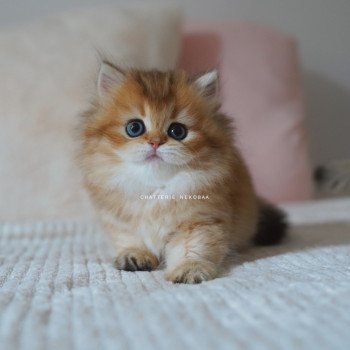 chaton British Longhair black golden shaded Nezuko Chatterie Nekobaa chaton British Longhair black golden shaded Nezuko Chatterie Nekobaa