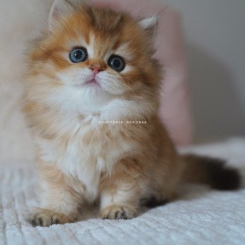 Nezuko Femelle British Longhair