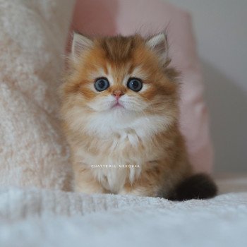 chaton British Longhair black golden shaded Nezuko Chatterie Nekobaa chaton British Longhair black golden shaded Nezuko Chatterie Nekobaa