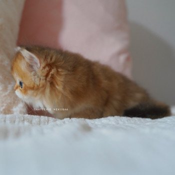 chaton British Longhair black golden shaded Nezuko Chatterie Nekobaa chaton British Longhair black golden shaded Nezuko Chatterie Nekobaa