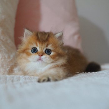 chaton British Longhair black golden shaded Nezuko Chatterie Nekobaa chaton British Longhair black golden shaded Nezuko Chatterie Nekobaa