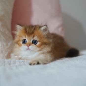 chaton British Longhair black golden shaded Nezuko Chatterie Nekobaa chaton British Longhair black golden shaded Nezuko Chatterie Nekobaa