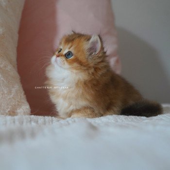 chaton British Longhair black golden shaded Nezuko Chatterie Nekobaa chaton British Longhair black golden shaded Nezuko Chatterie Nekobaa