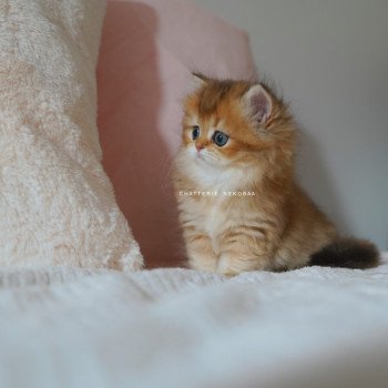 chaton British Longhair black golden shaded Nezuko Chatterie Nekobaa chaton British Longhair black golden shaded Nezuko Chatterie Nekobaa
