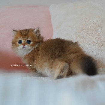 chaton British Longhair black golden shaded Nezuko Chatterie Nekobaa chaton British Longhair black golden shaded Nezuko Chatterie Nekobaa