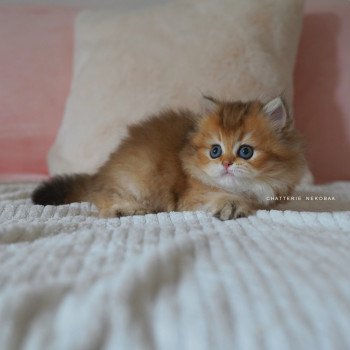 chaton British Longhair black golden shaded Nezuko Chatterie Nekobaa chaton British Longhair black golden shaded Nezuko Chatterie Nekobaa